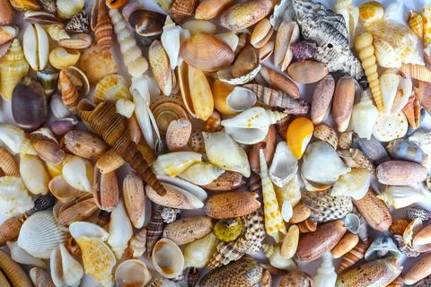 Many tropical seashells as a background 库存照片