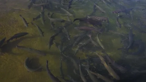 Many trout Stockbeeldmateriaal 136462197