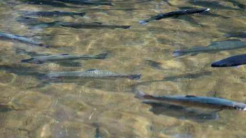 Many trout splashing in the water, image of fish farming. Video stock 131154524