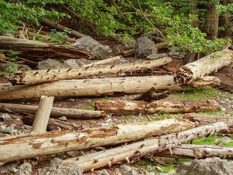 Many trunks of fallen trees with broken branches lie in a clearing in the forest Stock Photos