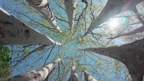 Many trunks of plane trees swirl overhead against blue sky on sunny day, Stock Footage 335903148