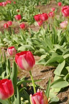 Many Tulips Stock Photos