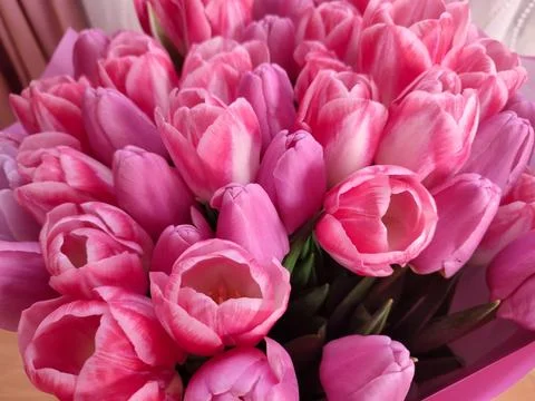 Many tulips Stock Photos