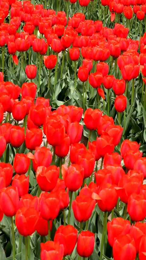 Many tulips swaying in the wind Stock Footage 335168797