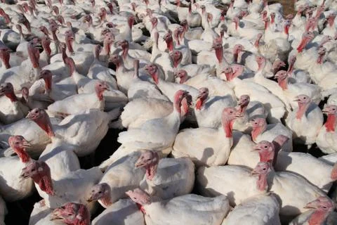 Many turkeys Foto stock