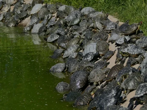 Many Turtles On the Beach Stock Footage 74362563