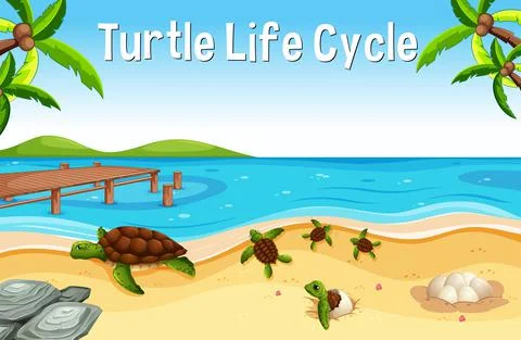 Many turtles on the beach scene with Turtle Life Cycle Font Stockillustratie