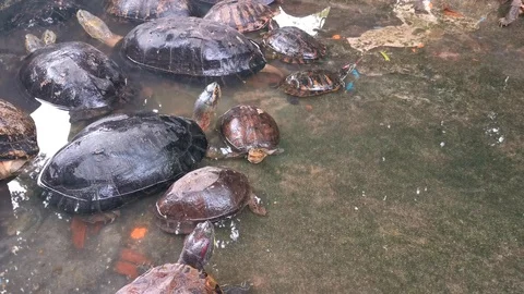 Many turtles live in mortar ponds. Stock Footage