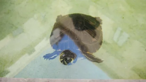 Many Turtles In A Pond Stock Footage 130568611