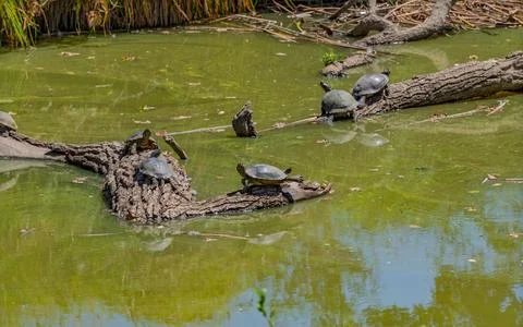 Many turtles sunbathing on fallen logs in a green pond Stock Photos
