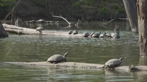 Many Turtles Sunning On Logs With Light Ripples on Water Stock-Footage 181203285