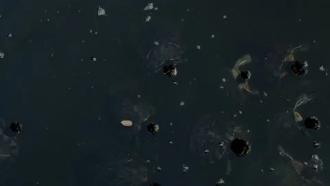 Many turtles swim Stock Footage 160344466