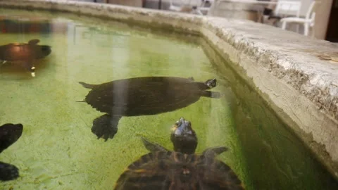 Many Turtles In The Water Stock Footage 130568648