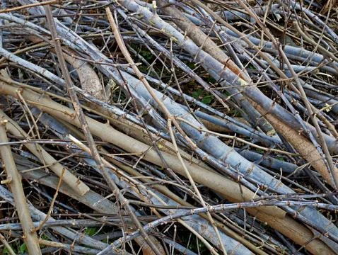 Many twigs as a background Stock Photos