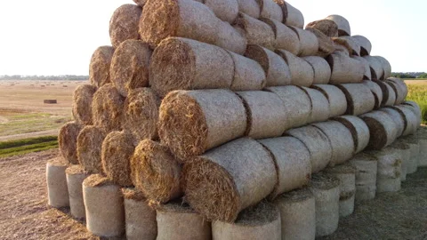 Many twisted dry wheat straw in roll bales on field during sunset sunrise Rural Stock Footage 262967158