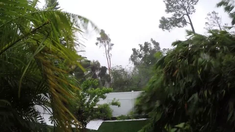 Many type of different trees moved by the strong wind of hurricane Irma Stock Footage 81643280