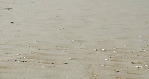Many type of sea shells on the beach sand, Black Sea shore, texture outdoor. Foto stock