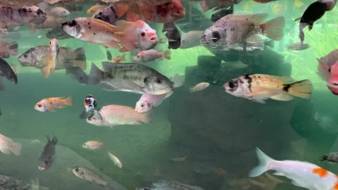 Many types and colors of fish of various sizes are swimming in a large aquarium Stock Footage 337505855