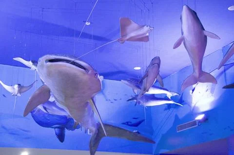 Many types of model fish are hung and displayed in the aquarium. Foto stock