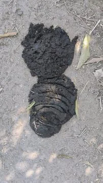 Many types of products can be made from cow dung. Stock Photos