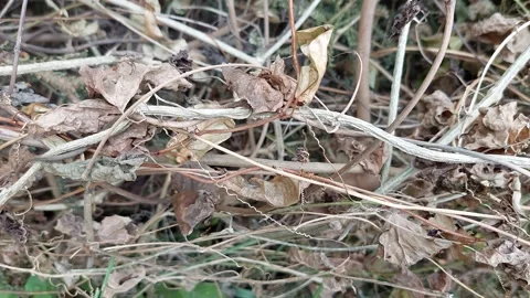 Many types of vines dry up and die Stockbeeldmateriaal 260163070