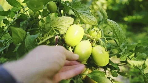 Many unripe green cherry tomatoes on a branch in a garden on a sunny day. Stock Footage 237325420