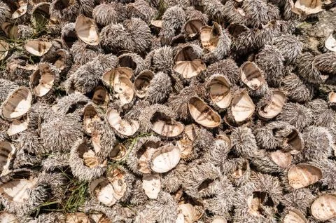 Many urchin shells left on the beach after consumption Stock Photos