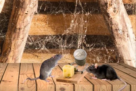 Many U.S. dollar banknotes in mouse trap. Foto stock
