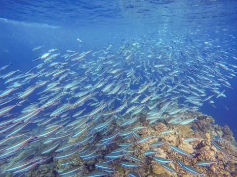 Many variable-lined fusilier and giant trevally swim in the sea Photos