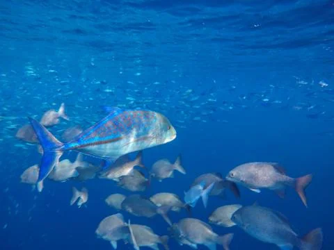 Many variable-lined fusilier and giant trevally swim in the sea Fotos de archivo
