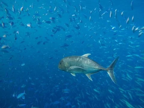 Many variable-lined fusilier and giant trevally swim in the sea Fotos de archivo