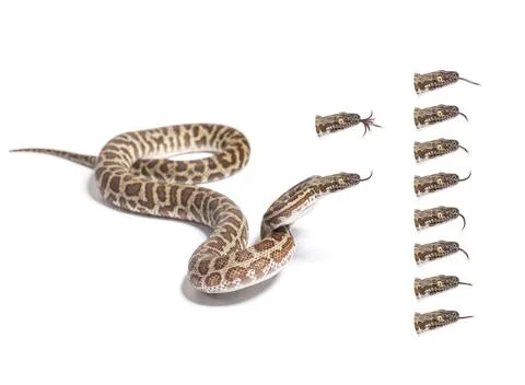 Many variation of Children's python tongue out, Easy to make a GIF, isolated Photos