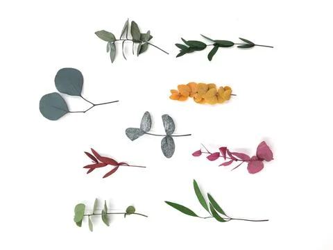 Many varieties of eucalyptus. Spring plants, flowers. Top view. A place for text Stock Photos
