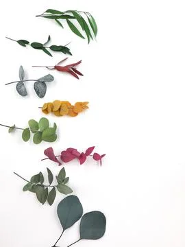 Many varieties of eucalyptus. Spring plants, flowers. Top view. A place for text Stock Photos