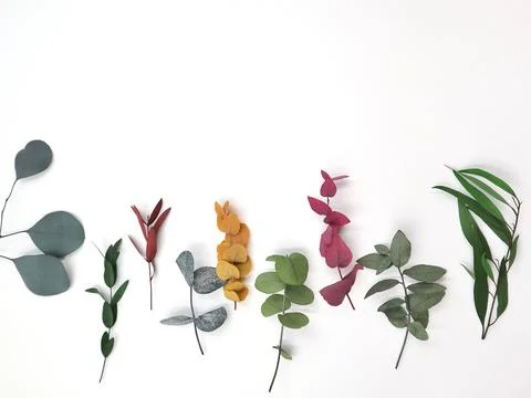 Many varieties of eucalyptus. Spring plants, flowers. Top view. A place for text Stock Photos