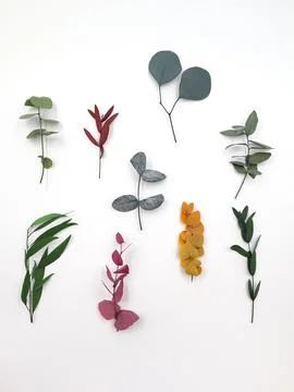 Many varieties of eucalyptus. Spring plants, flowers. Top view. A place for text Stock Photos