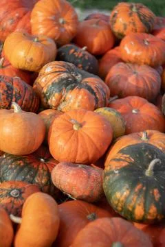 Many various pumpkins background, Halloween or Thanksgiving day concept Stock Photos