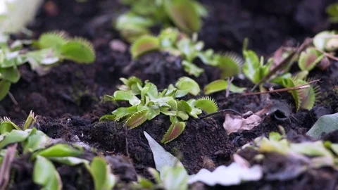 Many Venus flytrap carnivorous plants, close up, shallow DOF Stock Footage 75348862
