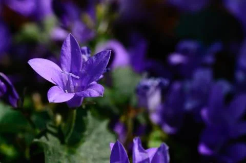 Many violet flowers in spring Stock Photos