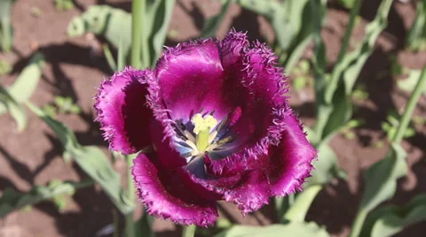 Many violet tulip tracking shot Stock Footage 38697937
