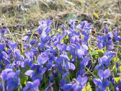 Many violets on the grass Stock Photos