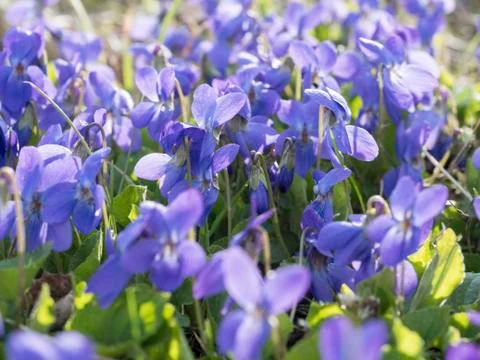 Many violets on the grass Stock Photos