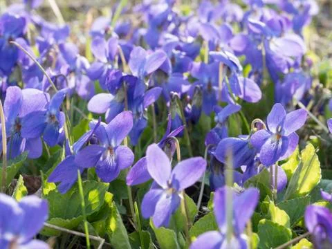 Many violets on the grass Stock Photos