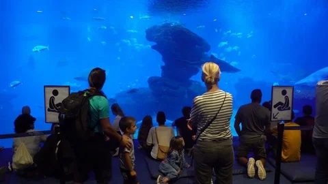 Many visitors in the large aquarium Stock Footage 81237275