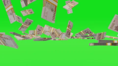 Many wads of money falling down on chromakey background. 5000 South Korean Won. Stock Footage 172357835