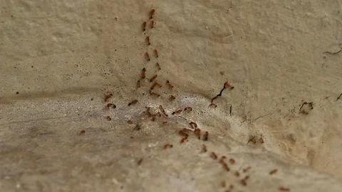Many walking ants. Stock Footage 88119612
