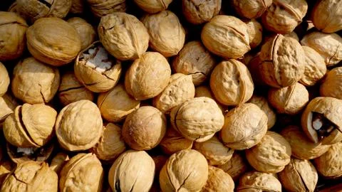 Many walnuts in shells Stock Photos