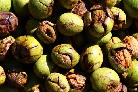 Many walnuts with shells Foto stock