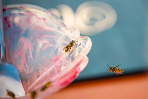 Many wasp flying on an empty ice cream cup in the summer Stock Photos