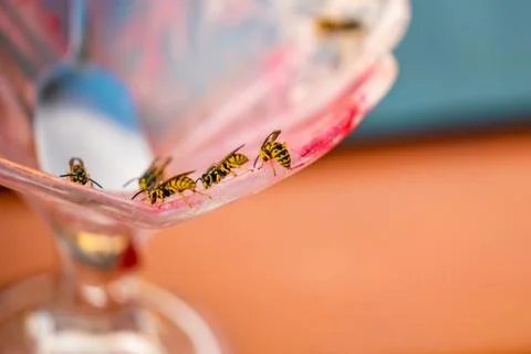 Many wasp flying on an empty ice cream cup in the summer Stock Photos